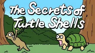 The Wonders of Turtles | Can a Turtle Take Off Its Shell?