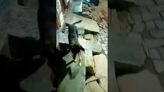 helping hand to dog#dog #pets #puppy #help #viral #shortsfeed#playing