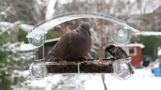 Window Bird Feeder with Strong Suction Cups