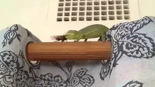 Chameleon eating a grasshopper