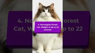 Top 10 Large Domestic Cat Breed #short