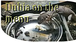 Dubia Roaches, sorting and feeding off.