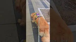 #goldenretriever #puppy #黃狗 Outdoor walk