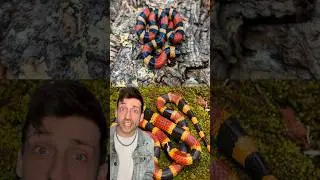 Техасский коралловый аспид против молочного аспид