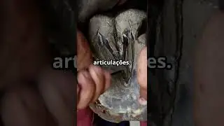 Cuidados Essenciais com Cascos de Cavalos 🐎