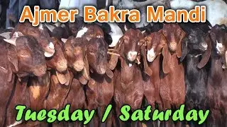 Ajmer Bakra mandi | Best market to buy sirohi breed goats