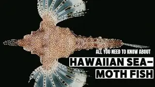 The Hawaiian sea moth fish lives in the demersal