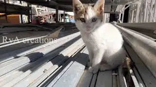 kitten lover see this video