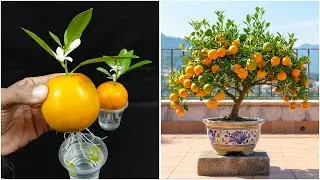 Growing orange plant from fruit | Make your garden healthy, juicy & tangy