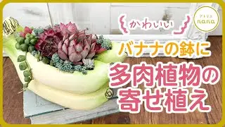 【多肉植物】バナナ型ポットで多肉植物の寄せ植え