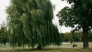 1 HOUR Relaxing Suburban Neighbourhood Sounds for Sleep | Calming Ambience for Deep Rest