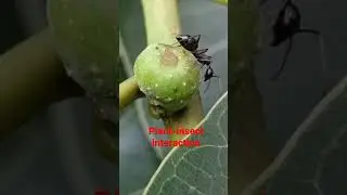 Plant insect interaction #ecology #environment #biodiversity #forest #conservation #flora #odisha