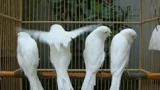 Lancashire Canary.birds.