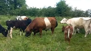 Breeding season 2023 begins.  Ruby red belted Galloway with his herd of cows.