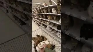 Welcome to the Cat Store... Which One Would You Take Home? 🐱💳 #CatStore #CatSupermarket