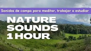 Nature Sounds - Ruido de Fondo Natural para trabajar y estudiar. - 1 Hour - Vida de campo