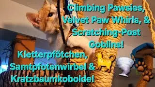 Climbing Pawsies, Velvet Paw Whirls & Scratching-Post Goblins! Austria, August 2025