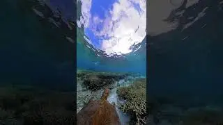 Turtle Cam 🎥