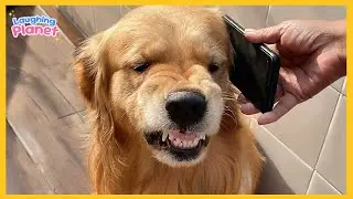 Dogs Being the Real Comedy Kings 😂 | Funniest Animal Videos 2026