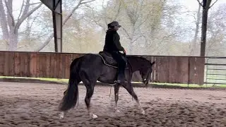 CERTAINLYALOPINLADY all around AQHA mare