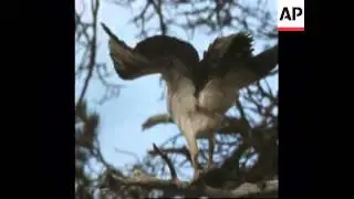 RR7225B  SCOTLAND: THE OSPREYS RETURN