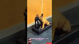 Дрессировка щенка бельгийской малинуа 🐕&zwj;🦺 | Умный, быстрый и сосредоточенный #малинуа #бельгийска...