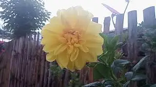 Garden tour | ralaxing music background #gardening #gardenscapes #gardentour #buhayprobinsya #deome