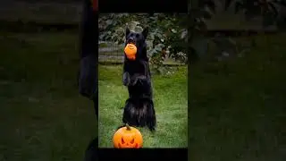 Dog lovers Top Dog Tips.Kraftwerk k9 | German Shepherd Breeder.Dog BrightDog Academy Dog Training.