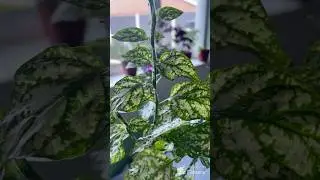 My secret garden quest 515 #polka dot plant #plant problems