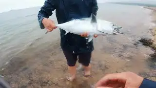Multi Species Fishing BLITZ on Martha's Vineyard (Albie Season 2 Part 4)