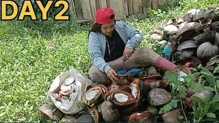 DAY2|MAKASINAUNANG Panahon ANG PAMARAAN  PAG COPRA SA BUKID| GANITO ANG BUHAY SA PROVINCE