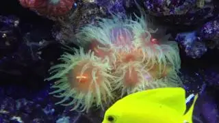 Sun Coral after target feeding it brine shrimp