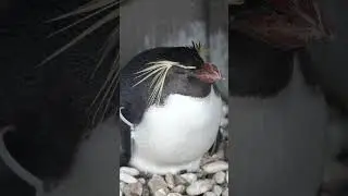 🐧✨ あわしまマリンパークのペンギンたち / Penguins at Awashima Marine Park 🐧✨