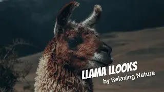 Llama Llooks &ndash; 150 minutes of Beautiful, Relaxing Nature Music for Study, Work, Meditation, Sleep