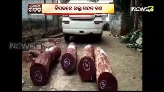 Red Sandalwood Forest Abandoned, Frequent Wood Trafficking in Gajapati