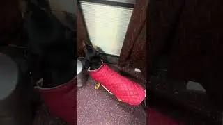 Dog ko kese le jahe train main #dog #travel #ticket #2026