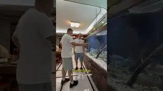 从鱼缸到鱼都是顶配，探秘吉罗鱼圈玩家天花板！ 对话20年资深水族玩家@养鱼佬.李.John，刷新认知，学到的都是无价的经验! #久鼎鱼缸  #豆鱼  #豆爸先生养鱼日记 #鱼缸