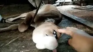 Sapi aneh bermata satu hebohkan warga Sukadana