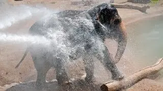 Reba the Elephant Enjoys a Fire Hose Shower Massage!