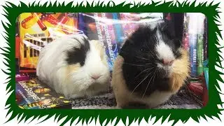 Meerschweinchen verstehen Silvester nicht  | Die Meeries