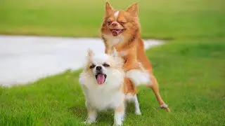 Amazing Mating Of Different animals- Mating compilation- animals mating