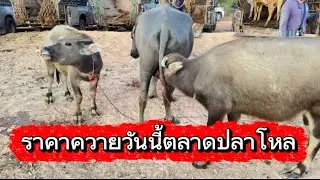 ลุงวิมลเลาะชมบรรยากาศชื้อขายควายตลาดปลาโหล อ.วาริช จ.สกลนคร #ราคาควายวันนี้ 26/12/68