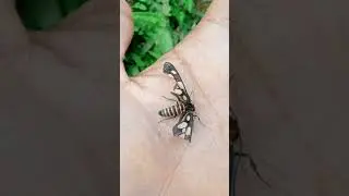 I found a Wasp Moths #jwildlifetv