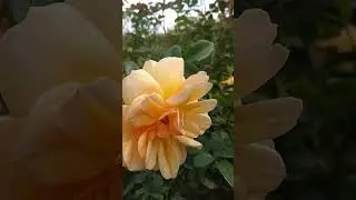 Мускусная английская роза Каллисто Callisto #саженцыроз #питомникрастений #розы #rose