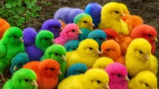 Cute Baby Chicks Eating Food for the First Time 🐥💛