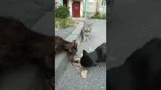 Feeding a group of stray cats with fish heads and cereals. Part 1