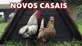 Mais mudanças de aves nas nossas baias | Coração Campeiro