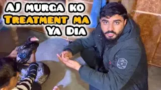 Murga Ka treatment Day 2 #Aseel murga lovers #pets  Vlogging 
