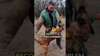 BELGIAN MALINOIS &mdash; Tactical Power in Action#belgianmalinois #tacticaldogs#workingdogs
