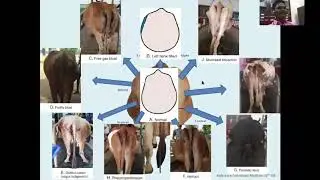 SPECIAL EXAMINATION OF THE ALIMENTARY TRACK AND ABDOMEN OF CATTLE